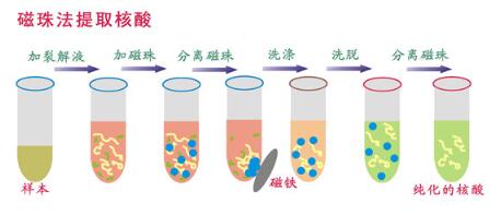 磁珠法核酸提取儀結(jié)構(gòu)